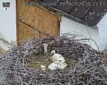 Capi_Dubne_20260609_182503.jpg