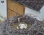 Capi_Dubne_20260609_183004.jpg
