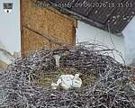 Capi_Dubne_20260609_183503.jpg