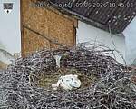Capi_Dubne_20260609_184503.jpg