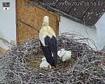 Capi_Dubne_20260609_185003.jpg