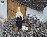 Capi_Dubne_20260609_190504.jpg