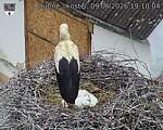 Capi_Dubne_20260609_191004.jpg