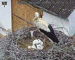 Capi_Dubne_20260609_193503.jpg