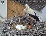 Capi_Dubne_20260609_200504.jpg