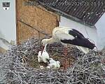 Capi_Dubne_20260609_202003.jpg