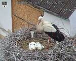 Capi_Dubne_20260609_203503.jpg