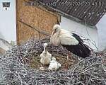 Capi_Dubne_20260609_204002.jpg