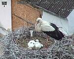 Capi_Dubne_20260609_205503.jpg