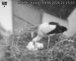 Capi_Dubne_20260609_211503.jpg