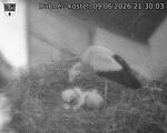 Capi_Dubne_20260609_213003.jpg