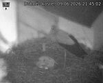 Capi_Dubne_20260609_214502.jpg