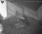 Capi_Dubne_20260609_220003.jpg