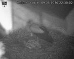 Capi_Dubne_20260609_223002.jpg