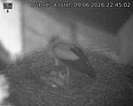 Capi_Dubne_20260609_224502.jpg