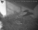 Capi_Dubne_20260609_232502.jpg