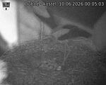 Capi_Dubne_20260610_000503.jpg