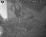 Capi_Dubne_20260610_003002.jpg