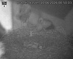 Capi_Dubne_20260610_005003.jpg