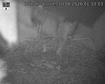 Capi_Dubne_20260610_011003.jpg