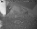 Capi_Dubne_20260610_015003.jpg