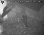 Capi_Dubne_20260610_025003.jpg