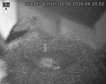Capi_Dubne_20260610_042002.jpg