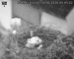 Capi_Dubne_20260610_044502.jpg