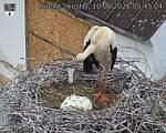Capi_Dubne_20260610_054504.jpg
