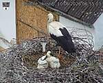 Capi_Dubne_20260610_065503.jpg