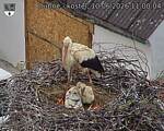 Capi_Dubne_20260610_110004.jpg