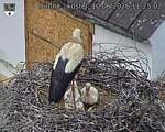 Capi_Dubne_20260610_112502.jpg