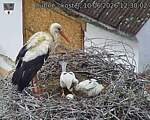 Capi_Dubne_20260610_123002.jpg