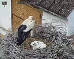 Capi_Dubne_20260610_130002.jpg