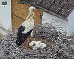 Capi_Dubne_20260610_130503.jpg