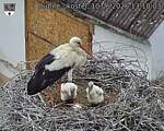 Capi_Dubne_20260610_131003.jpg