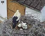 Capi_Dubne_20260610_132002.jpg