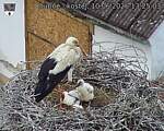 Capi_Dubne_20260610_132503.jpg