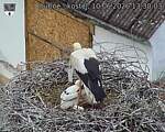 Capi_Dubne_20260610_133003.jpg