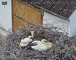 Capi_Dubne_20260610_135004.jpg