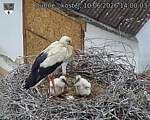 Capi_Dubne_20260610_140003.jpg