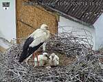 Capi_Dubne_20260610_141002.jpg