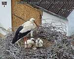 Capi_Dubne_20260610_141503.jpg