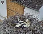 Capi_Dubne_20260610_144502.jpg