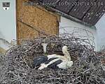 Capi_Dubne_20260610_145004.jpg