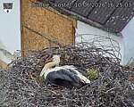 Capi_Dubne_20260610_162503.jpg
