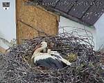 Capi_Dubne_20260610_164505.jpg