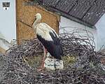 Capi_Dubne_20260610_180502.jpg
