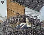 Capi_Dubne_20260610_190003.jpg
