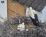 Capi_Dubne_20260610_201003.jpg